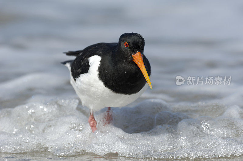 欧洲捕鲸者(Haematopus ostralegus)